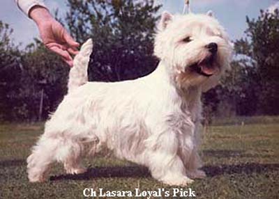 Lasara Loyal Pick