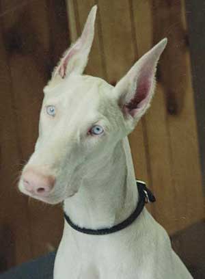 Dobermann albino