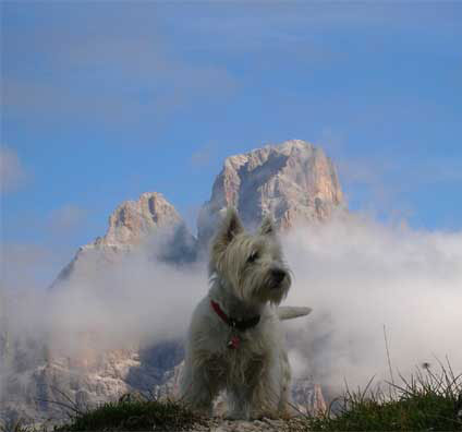 Un cucciolo sano