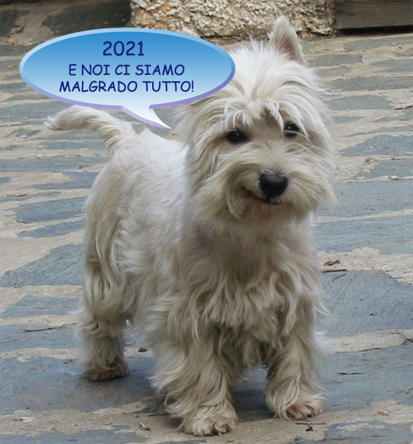 http://www.westie.it/images/2021/forum2021.jpg