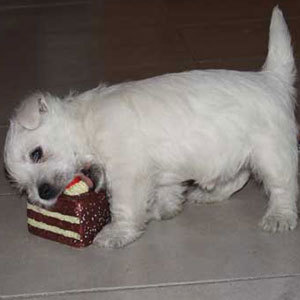 http://www.westie.it/images/alimentazione300.jpg