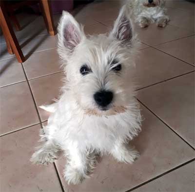 Cucciolo Biro con orecchie perfettamente erette Cucciolo Biro con orecchie perfettamente erette