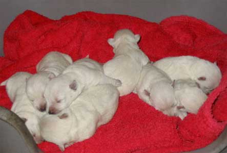 8 bellissimi cuccioli