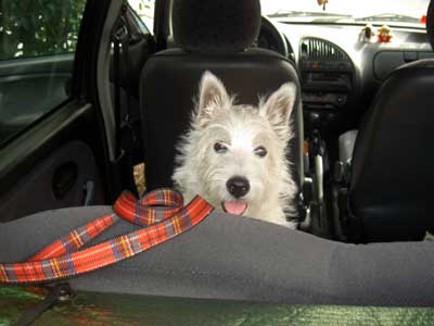 http://www.westie.it/images/cuccioli2010/skye--non-mi-lasciano-guida.jpg