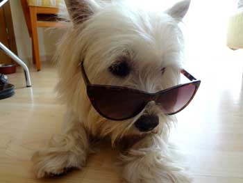 http://www.westie.it/images/cuccioli2011/Bthaddeusocchiali.jpg