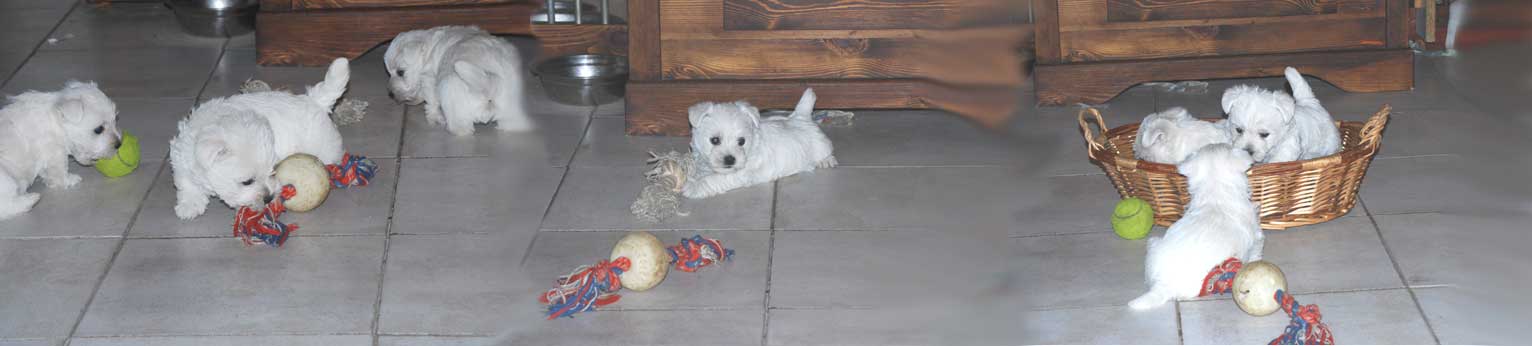 Il West Highland White Terrier