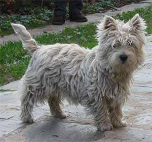 Deedee prima