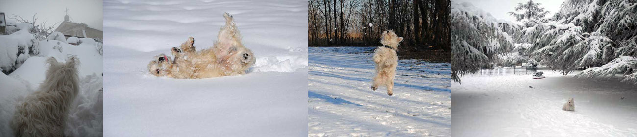 Westie nella neve