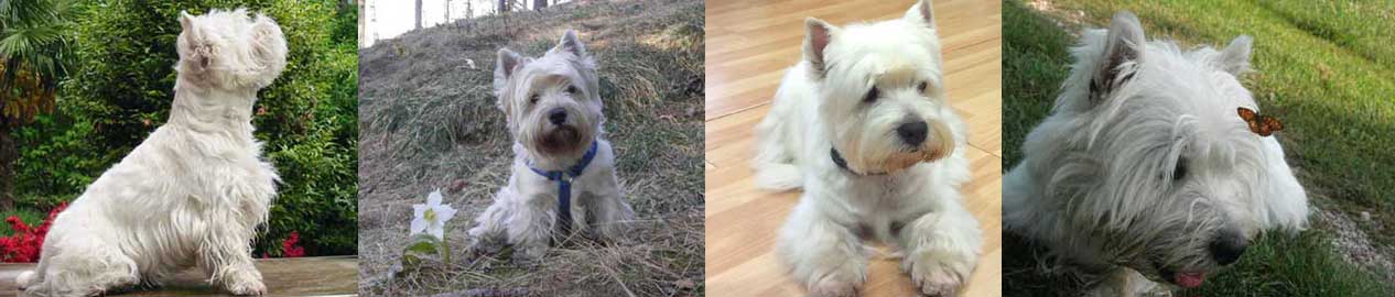 Westie-biblioteca