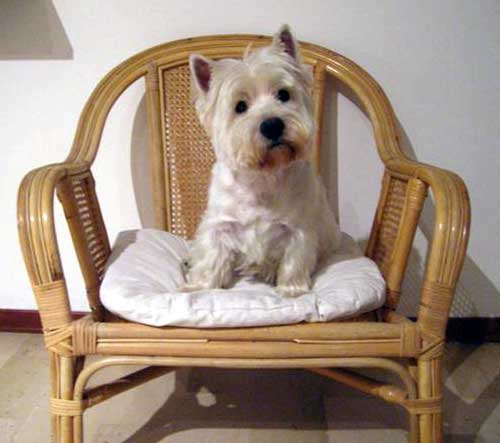 http://www.westie.it/images/rustysedia.jpg