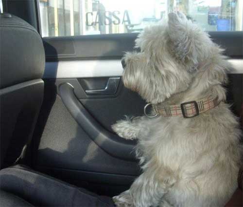 Come allevare un westie