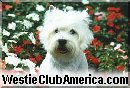 logoclubusa.jpg (6524 byte)