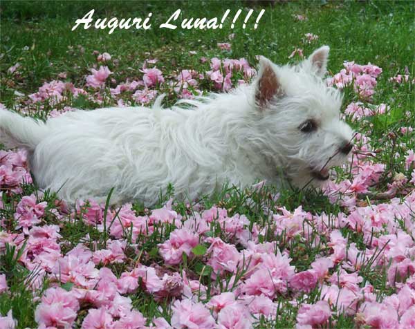 http://www.westie.it/lunaauguri.jpg
