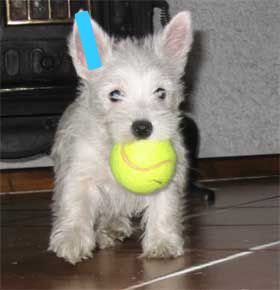 http://www.westie.it/orecchie1.jpg