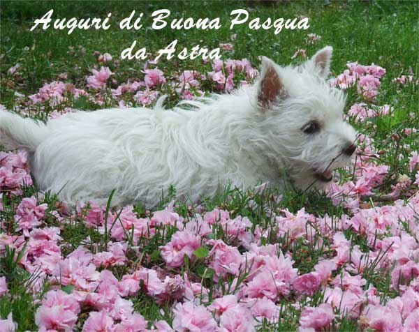 http://www.westie.it/pasquaastra.jpg