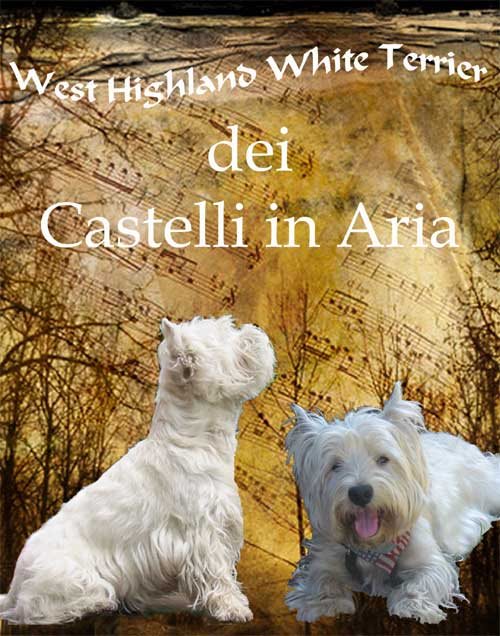 I cani West Highland White Terrier dei Castelli in Aria