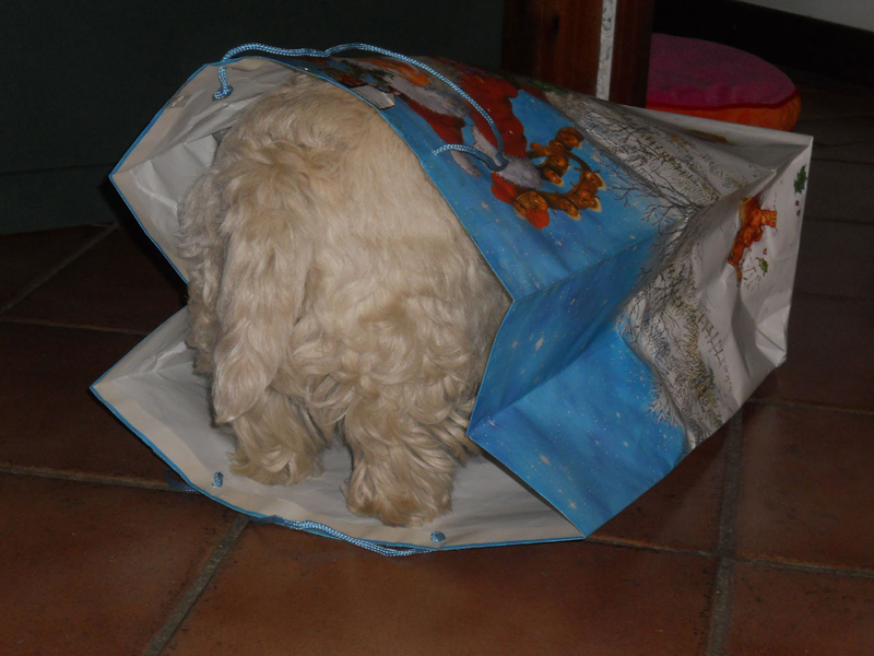 http://www.westie.it/thomasnatale.jpg
