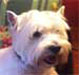 Paddy