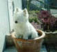 Paddy