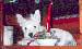 raggy.jpg (1521 byte)