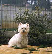 zoe.jpg (6626 byte)