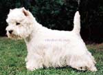 Furzeleigh Regal Lad