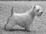 Kilbrannon Cadogan