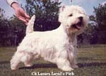 Lasara Loyal Pick