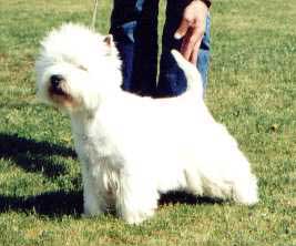 gb7.jpg (10153 byte)